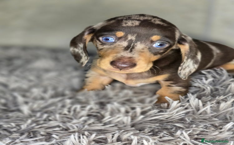 Teckel Miniatura perros - Anuncio 2