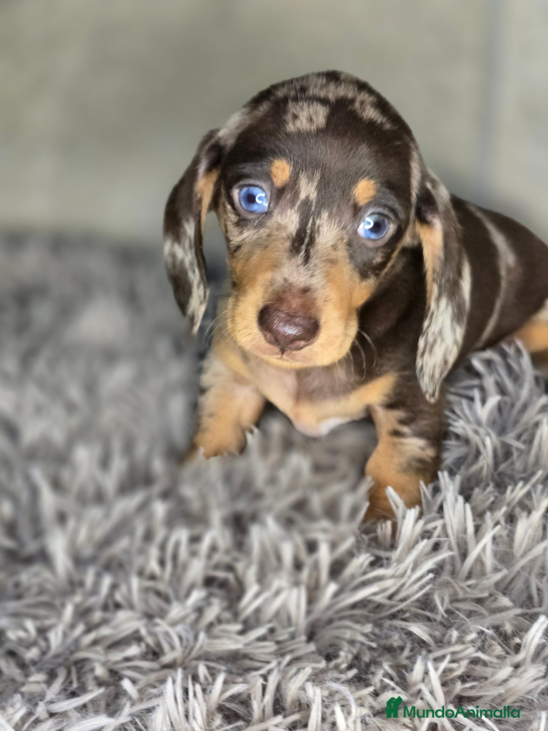 Teckel Miniatura perros en venta: Teckel arlequin chocolate - Imagen 1