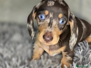 Teckel Miniatura perros - Anuncio 2