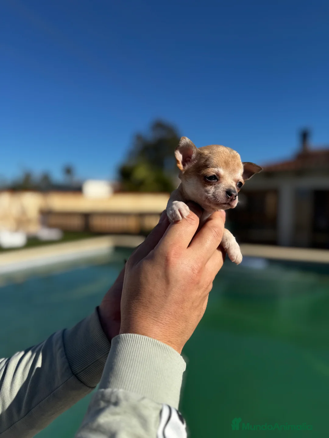 Chihuahua perros en venta: Chihuahuas  en Illes Balears - Anuncio 18
