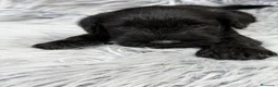 Schnauzer Miniatura perros en venta: SCHNAUZER MINIATURA NEGRO - Anuncio 7