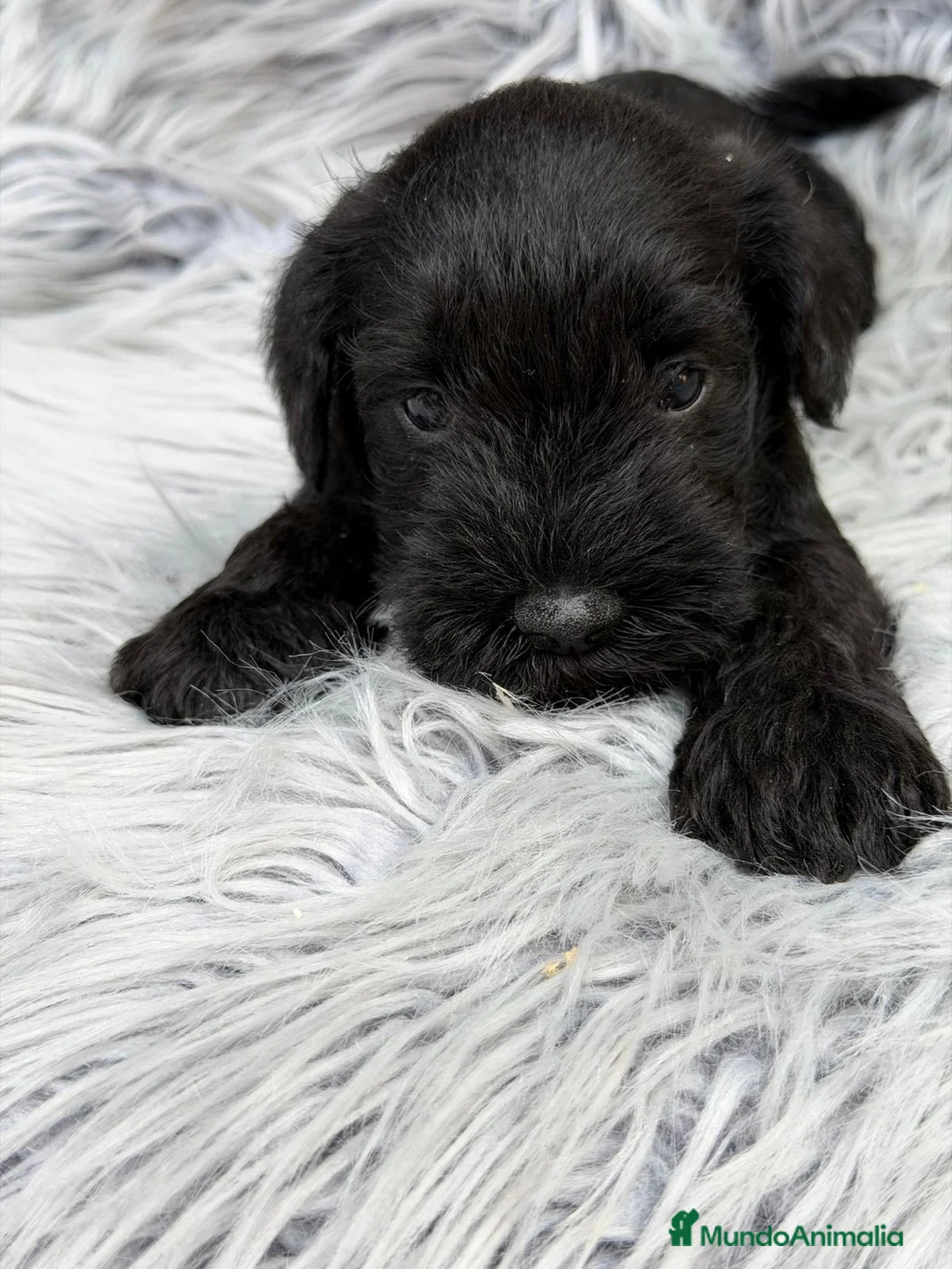 Schnauzer Miniatura perros en venta: SCHNAUZER MINIATURA NEGRO - Anuncio 7