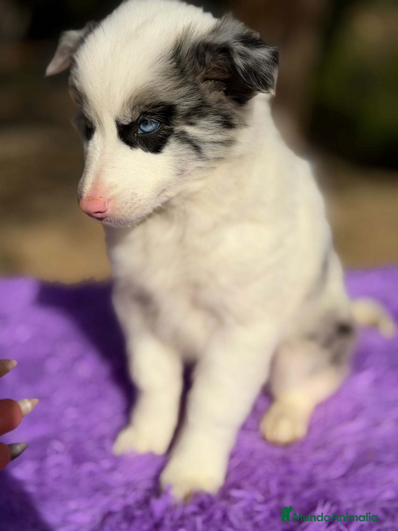 Border Collie perros Border collie merle  - Anuncio 2