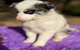 Border Collie perros en venta: Border collie merle  - Anuncio 2