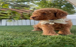Caniche Toy perros en venta: CANICHE TOY EN SEVILLA, ENVIO A TODA ESPAÑA - Imagen 14