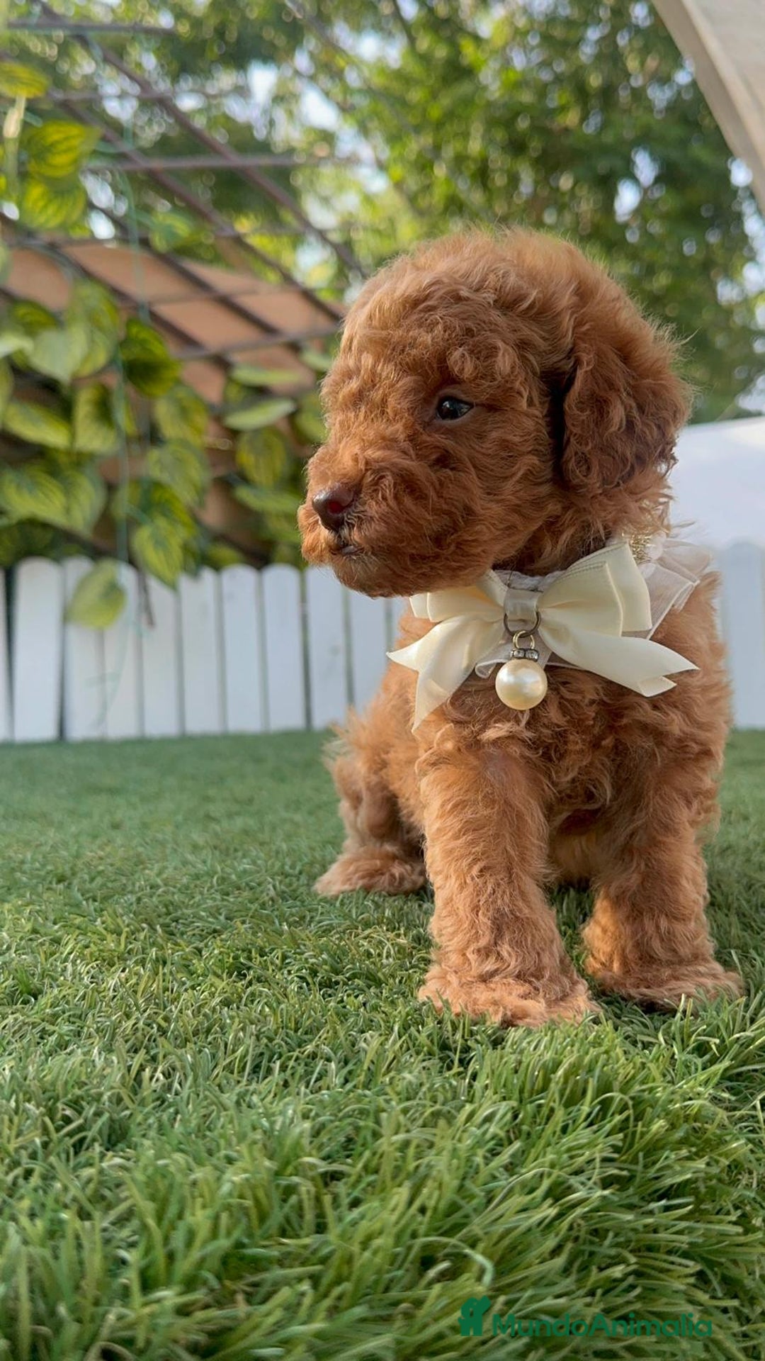 Caniche Toy perros en venta: CANICHE TOY EN SEVILLA, ENVIO A TODA ESPAÑA - Imagen 14