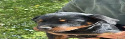 Rottweiler perros en venta: Rottweiler  - Anuncio 3