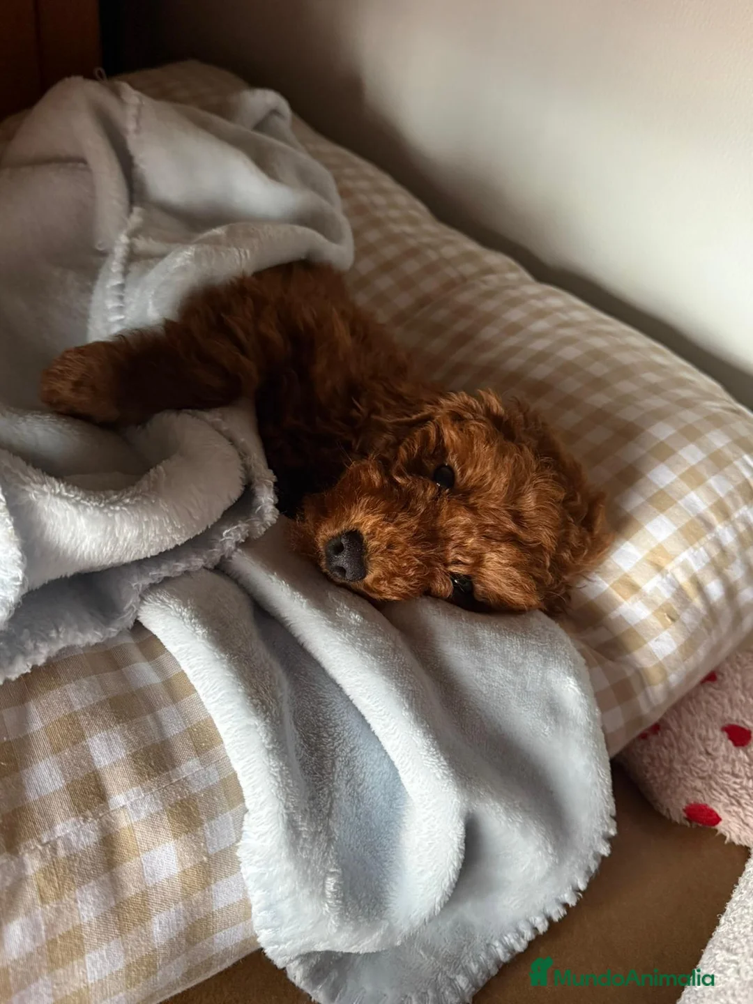 Caniche Toy perros en venta: Caniche toy - Anuncio 10