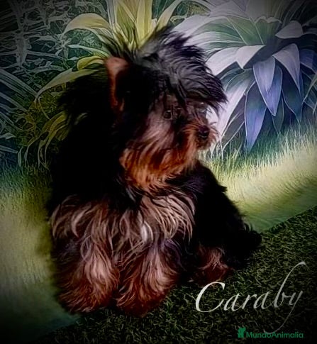 Yorkshire Terrier perros Yorkshire en Caraby Benidorm  - Anuncio 2