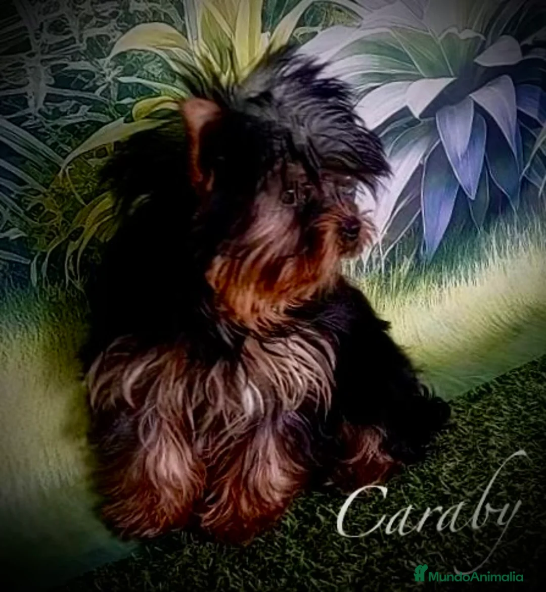 Yorkshire Terrier perros en venta: Yorkshire en Caraby Benidorm  - Anuncio 1