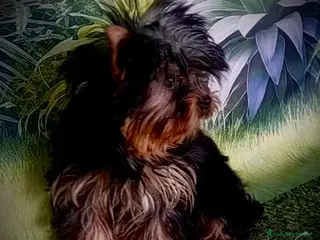 Yorkshire Terrier perros Yorkshire en Caraby Benidorm - Anuncio 2