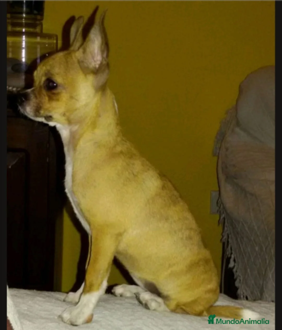 Chihuahua perros en venta: Caraby Chihuahuas en Benidorm  en Alicante - Anuncio 14