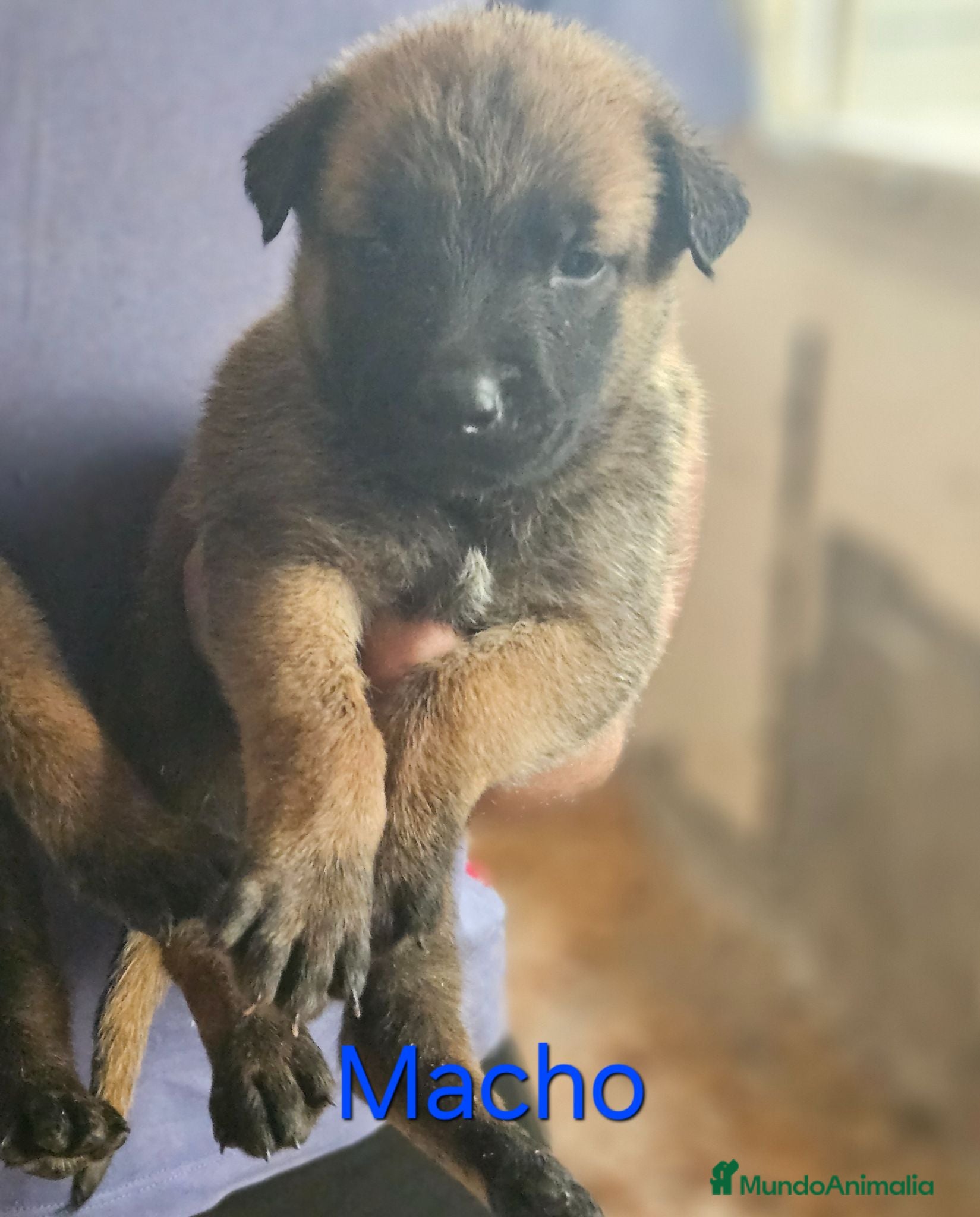 Pastor Belga Malinois perros Cachorros malinois - Anuncio 16
