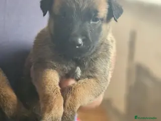 Pastor Belga Malinois perros Cachorros malinois - Anuncio 6