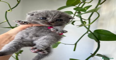 Scottish Straight gatos scottish straight - Anuncio 3