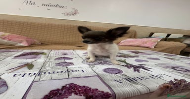 Chihuahua perros - Anuncio 1