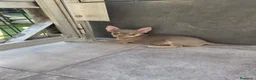 Chihuahua perros en venta: Chihuahua línea rusa machos  - Anuncio 5