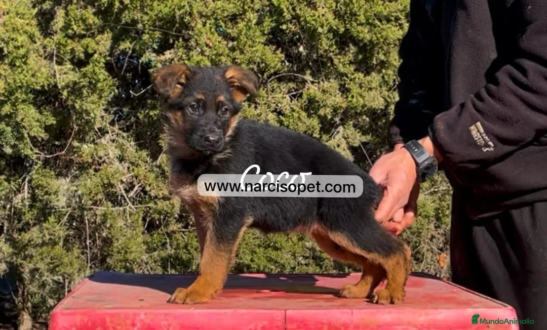 Pastor Alemán perros en venta: PASTOR ALEMAN CON GARANTIAS en Asturias - Anuncio 2