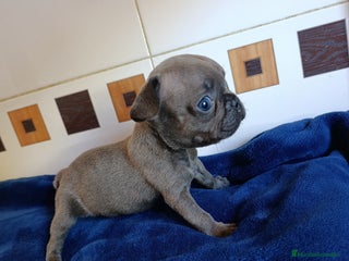 Bulldog Francés perros Bulldog Francés - Anuncio 12
