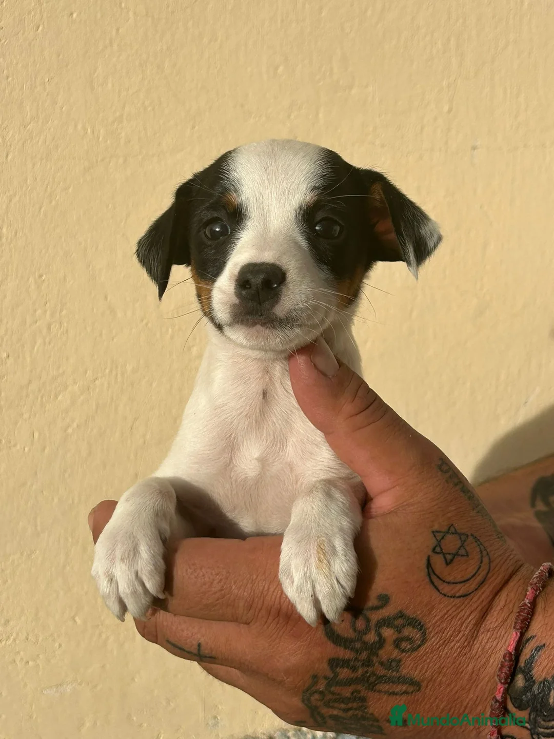 Ratonero Bodeguero Andaluz perros en venta: Bodegueros  - Anuncio 2