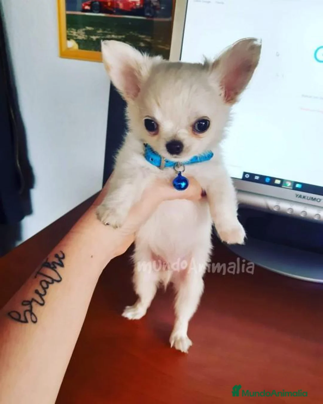 Imagen de galería {{count}}