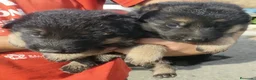 Pastor Alemán perros en venta: Preciosas Cachorras Pastor Alemán Super Amorosas - Anuncio 2