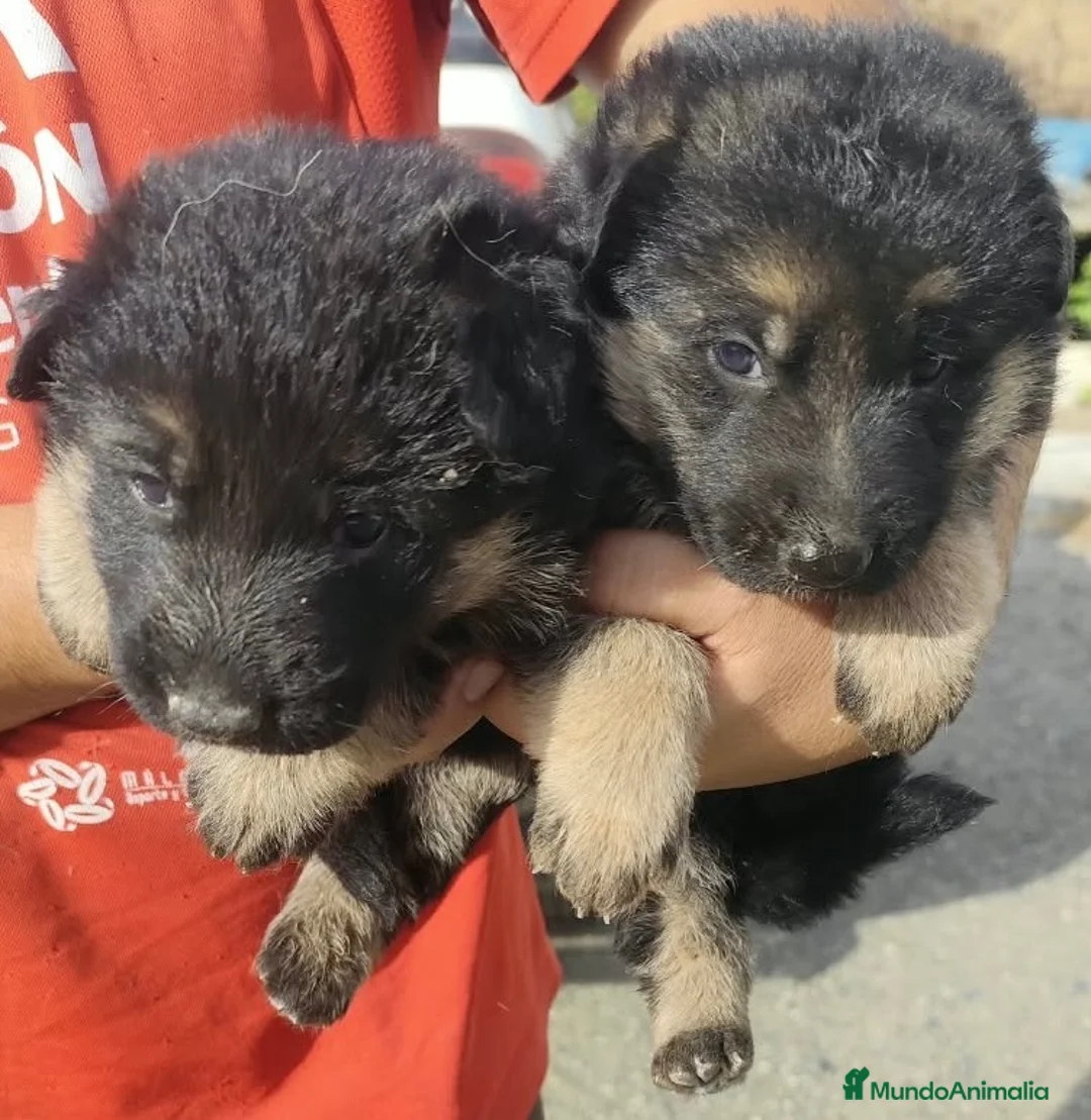 Pastor Alemán perros en venta: Preciosas Cachorras Pastor Alemán Super Amorosas - Anuncio 2