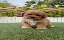Raza Mixta perros en venta: CANICHE MACHO - Imagen 16