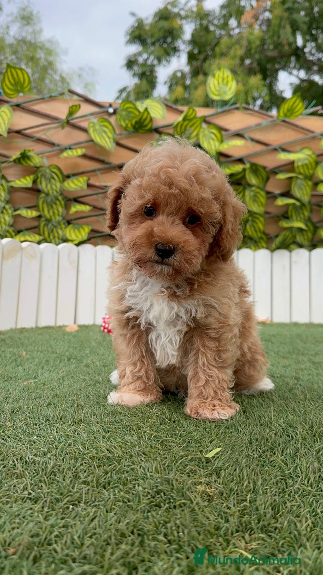 Raza Mixta perros en venta: CANICHE MACHO - Imagen 16