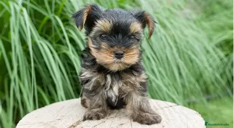 Yorkshire Terrier perros CACHORRO POMERANIA DISPONIBLE  - Anuncio 22