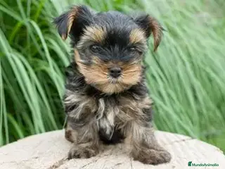Yorkshire Terrier perros CACHORRO POMERANIA DISPONIBLE - Anuncio 22