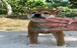Shiba Inu perros en venta: Shiba inu rojo  - Imagen 4