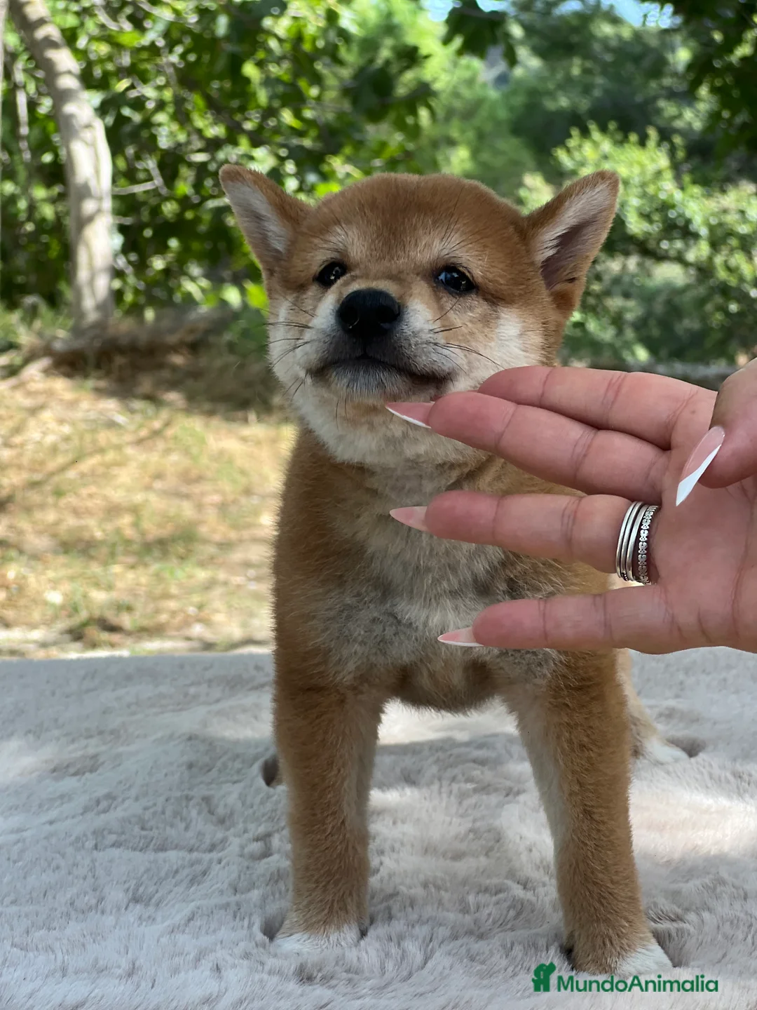 Shiba Inu perros en venta: Shiba inu rojo  - Anuncio 4