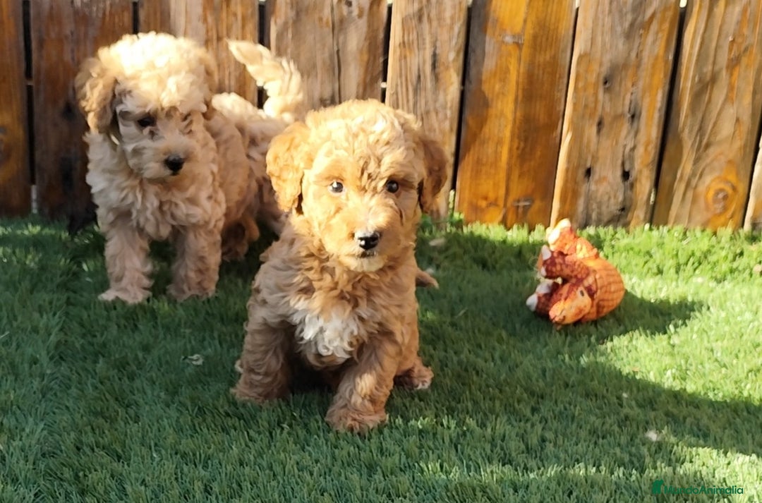 Caniche Toy perros en venta: Caniches apricot  - Imagen 5