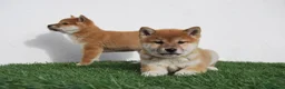 Shiba Inu perros en venta: Cachorros de Shiba Inu del Alto del Pago - Anuncio 12