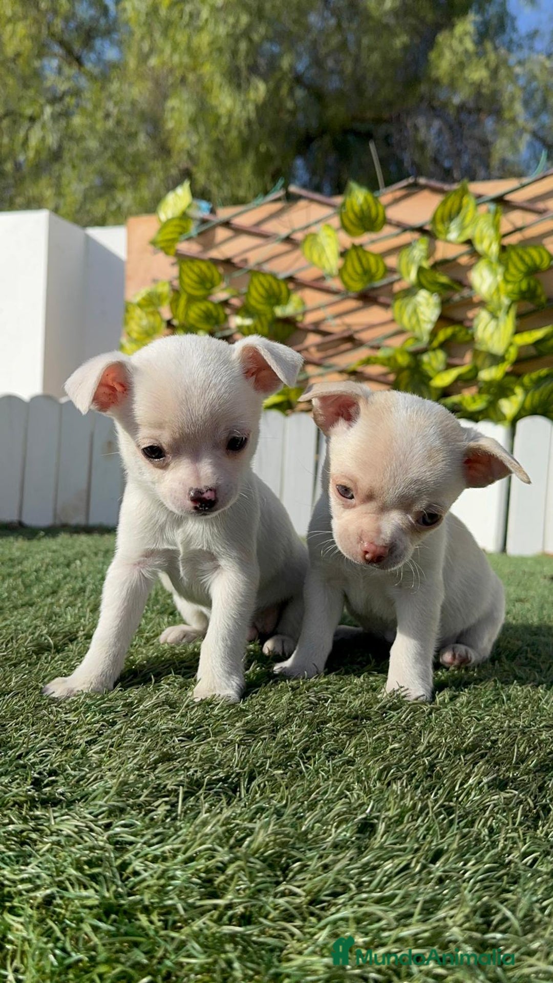 Chihuahua perros en venta: CHIHUAHUA MACHO - Anuncio 16