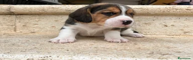 Beagle 4