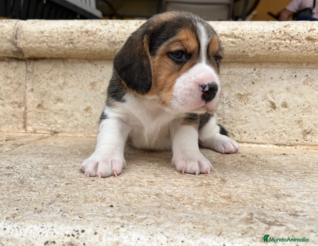 Beagle perros en venta: Beagle - Anuncio 2