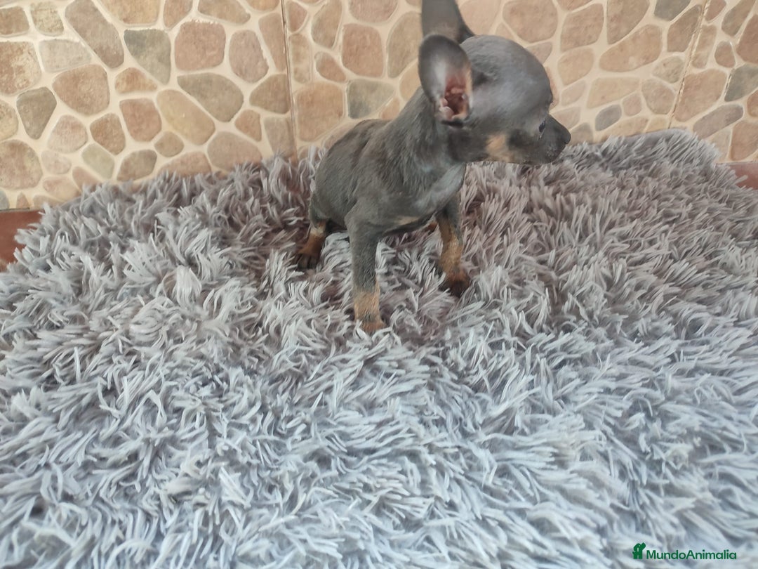 Pinscher Miniatura perros en venta: Pinsher Blue - Imagen 2