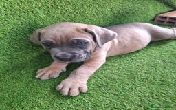 Cane Corso perros en venta: Cane corso  - Imagen 3