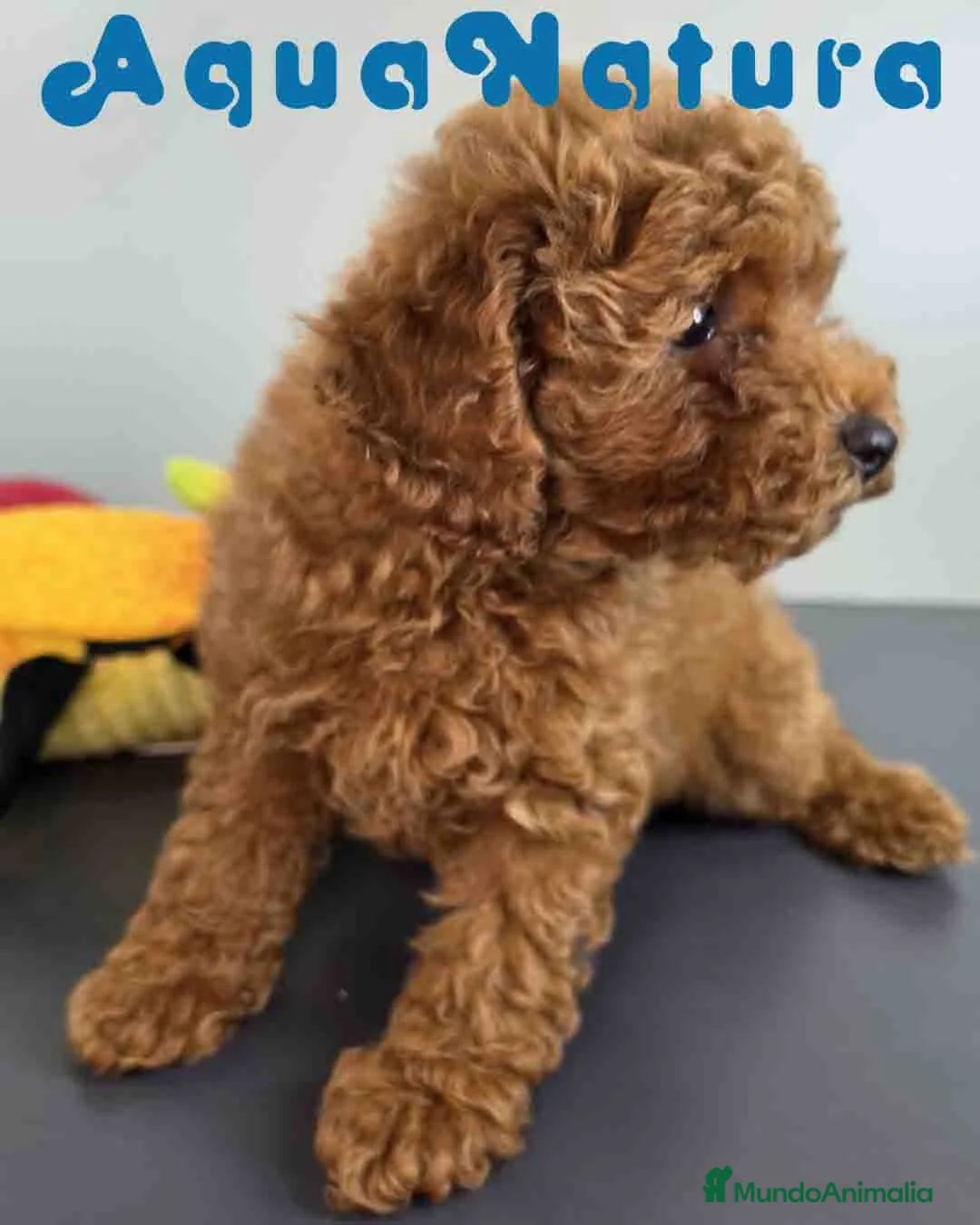 Caniche Toy perros en venta: Caniche Macho 1919 AQUANATURA - Anuncio 2
