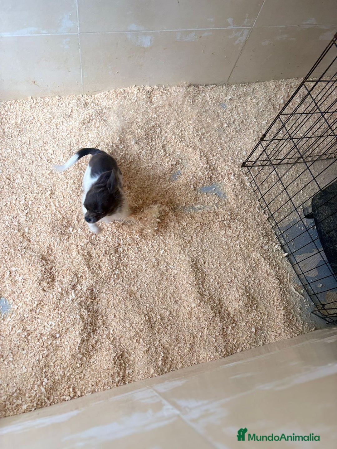 Chihuahua perros en venta: Chihuahua mini toy - Anuncio 5