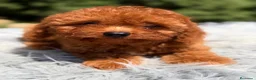 Cavapoo perros en venta: Cavapoo rojo intenso  - Anuncio 2