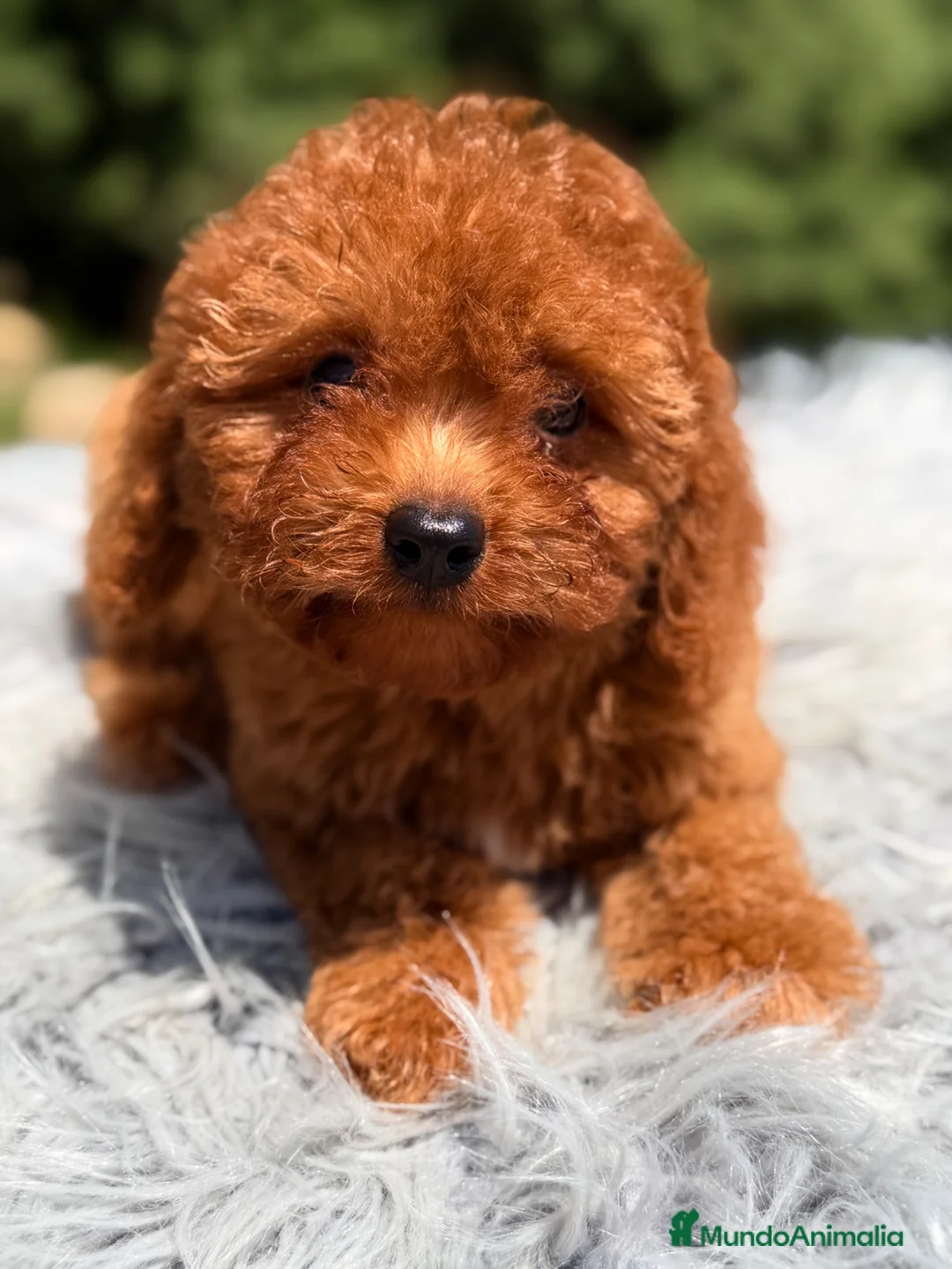 Cavapoo perros en venta: Cavapoo rojo intenso  - Anuncio 2
