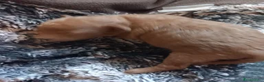 Caniche Toy Cachorro 1