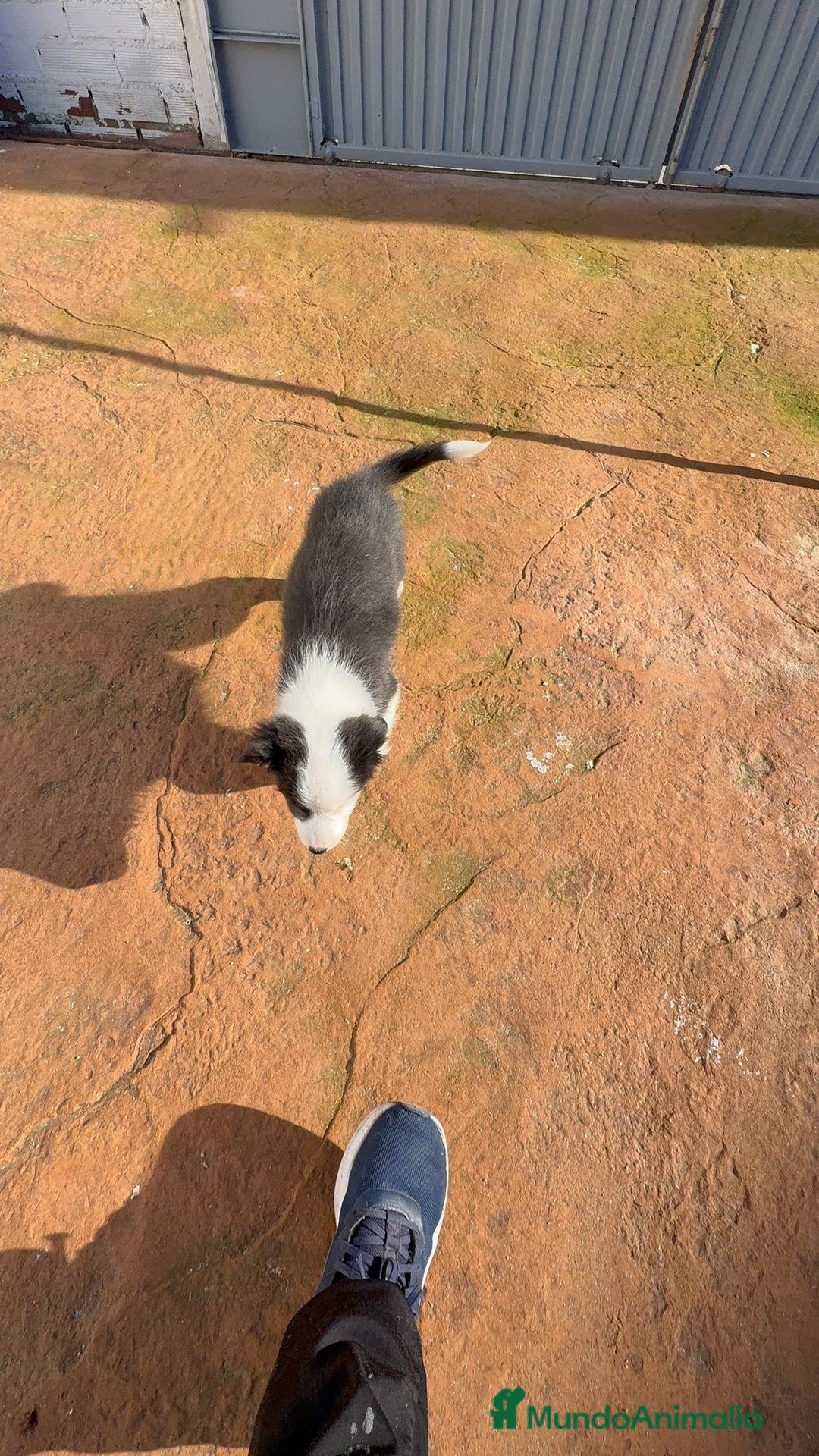 Border Collie perros en venta: Última Border collie hembra  - Anuncio 2