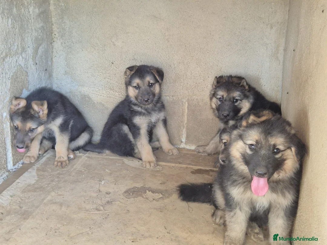 Pastor Alemán perros en venta: PRECIOSOS CACHORROS PASTOR ALEMÁN  - Anuncio 3