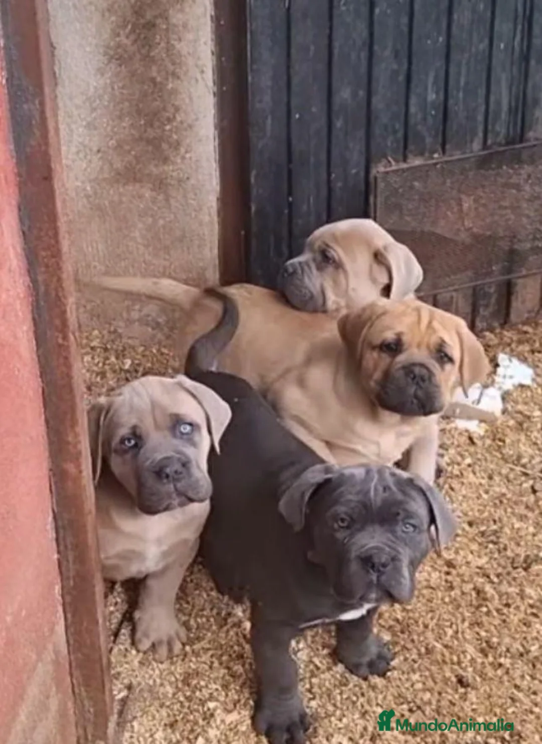 Cane Corso perros en venta: Cane corso  - Anuncio 2