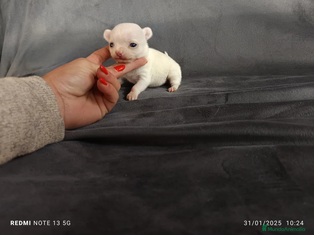 Chihuahua perros en venta: Chihuahua de bolsillo en Badajoz - Anuncio 3