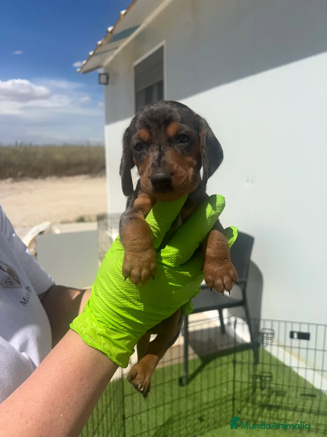 Teckel Miniatura perros en venta: TECKEL PEQUEÑITOS MAISONPET - Anuncio 1